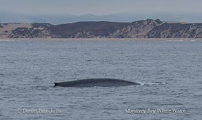 a whale jumping out of the water