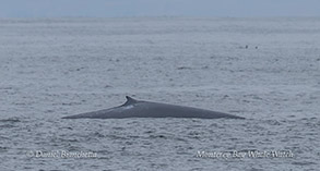 a whale jumping out of the water