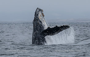 a whale jumping out of the water