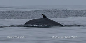 a whale jumping out of the water