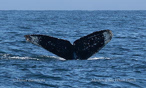 a whale jumping out of the water
