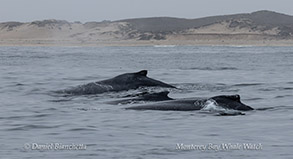 a whale jumping out of the water