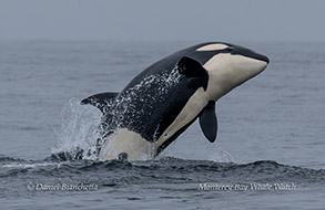 a dolphin jumping out of the water