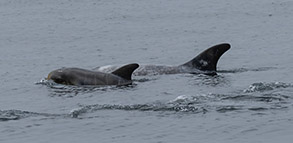 a bird swimming in water next to the ocean