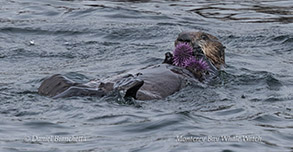 an animal swimming in the water