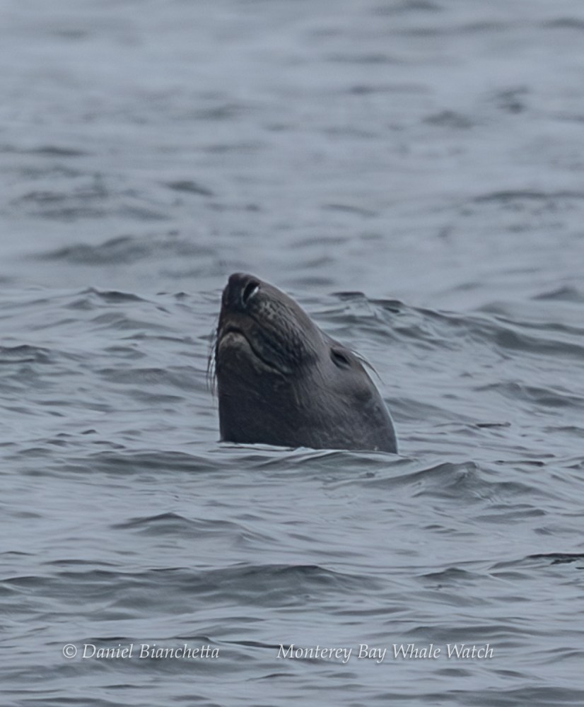 Seal head above water in ocean, looking upwards with visible whiskers.