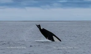 Whale tail splashing in ocean, under cloudy sky.