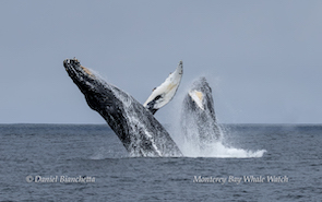Two whales breaching in the ocean against a cloudy sky.