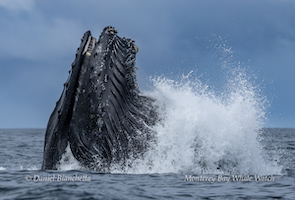 A whale breaches the ocean surface, creating a large splash under a cloudy sky.