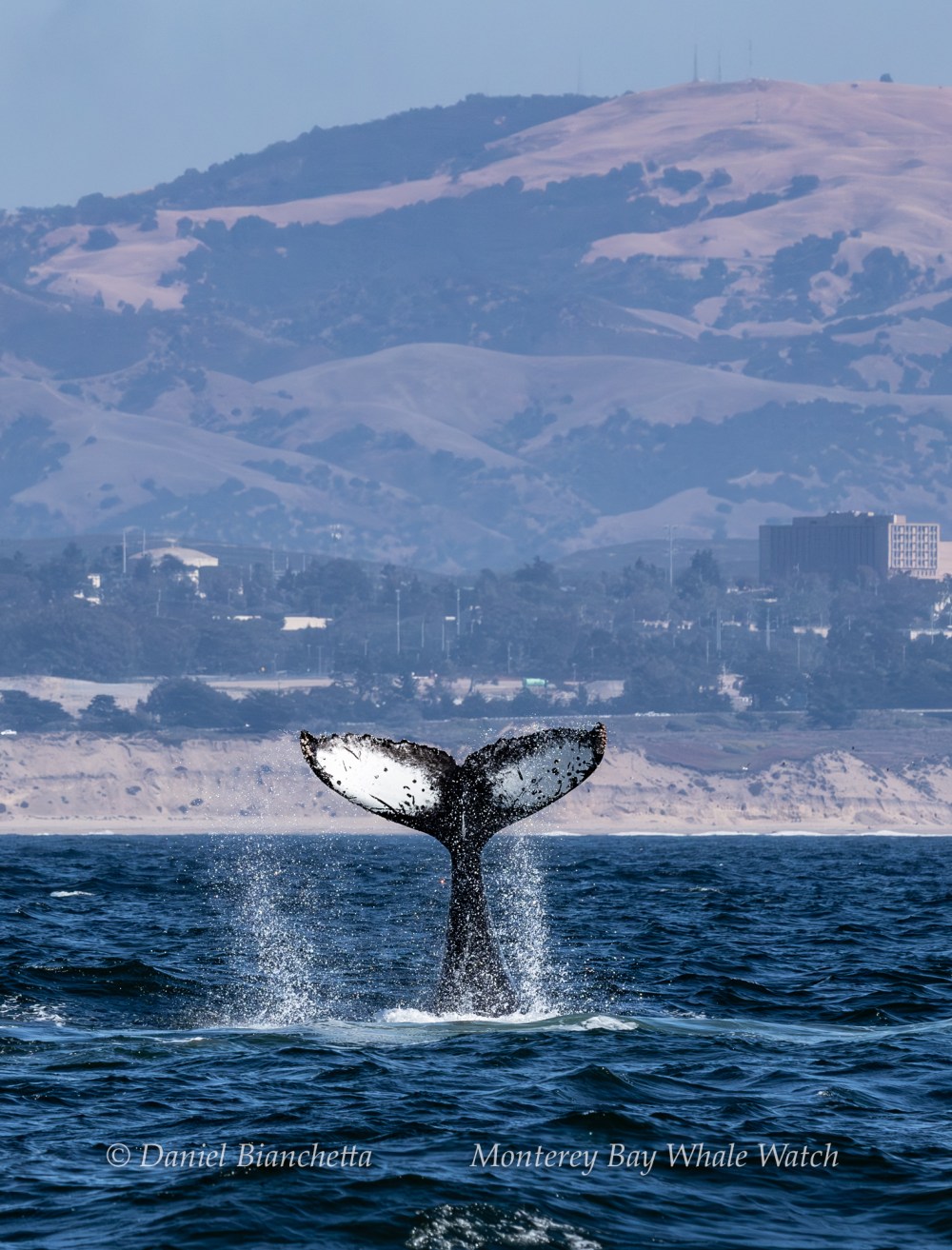 Whale tail emerging from ocean with distant hills in the background.