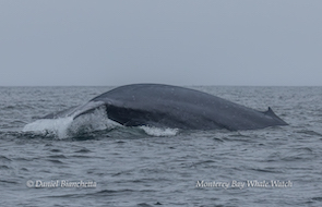 A blue whale surfacing in the ocean under an overcast sky.