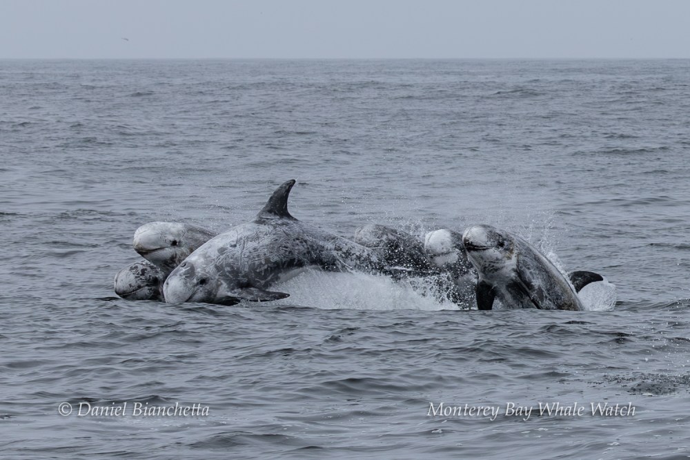 Group of dolphins surfacing in ocean with splashing water.