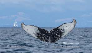 Whale tail above water with sailboat in the distant ocean.