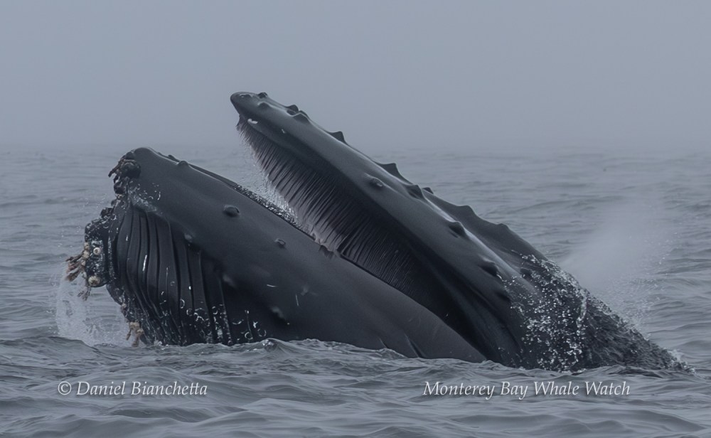 Two humpback whales breaching with mouths open, showing baleen, in ocean waters.