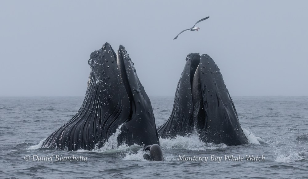 Two humpback whales breaching with mouths open, a seagull flying above, and gray sea background.