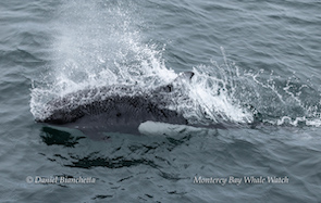 Dall's porpoise surfacing and creating a splash in the ocean