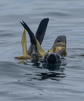 Seal swimming with kelp around its body in calm ocean water.