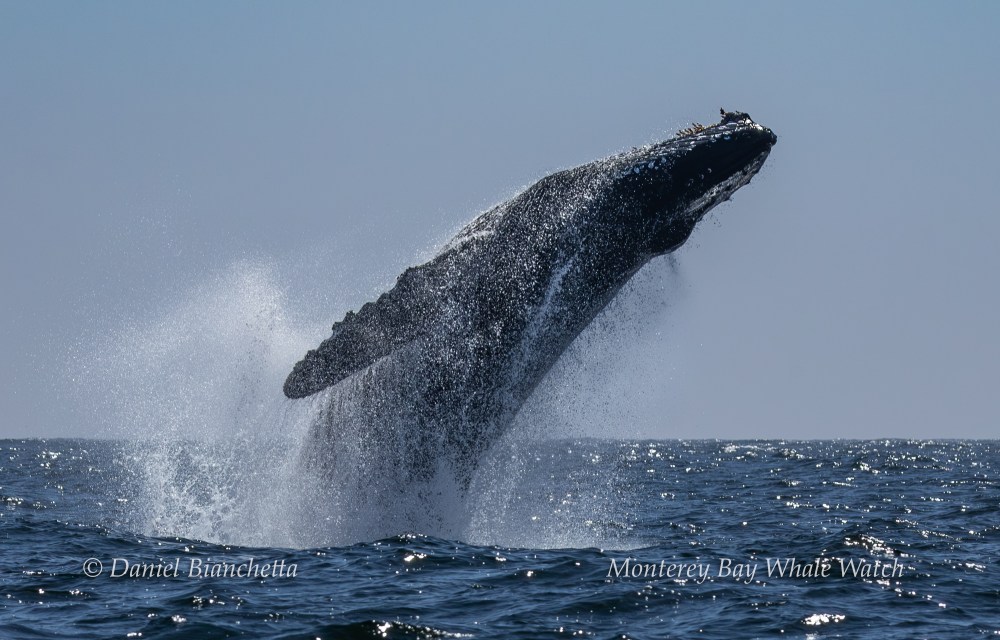 A humpback whale breaching out of the ocean, creating a huge splash.