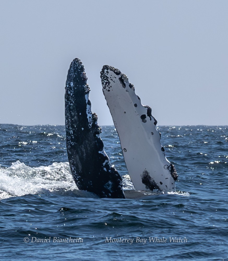 Two whale flippers protruding from the ocean surface, with barnacles visible on the edges.