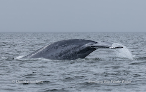 Whale tail above ocean surface in Monterey Bay
