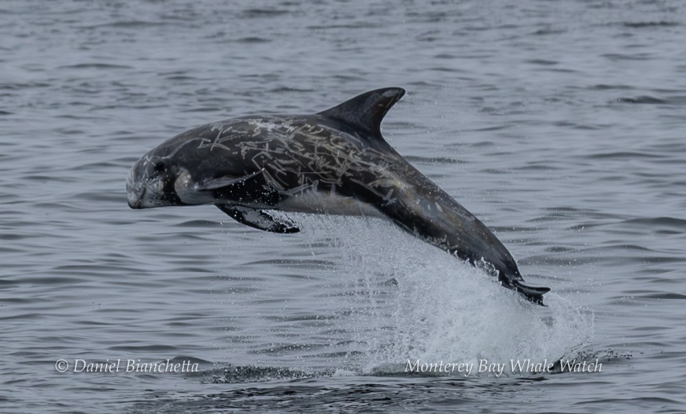 A dolphin with distinctive markings jumps out of the water in the ocean.