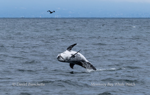 Dolphin leaping from the ocean with a bird flying above in a cloudy sky.