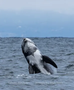Orca breaching water surface, partially visible, with ocean and cloudy sky background.