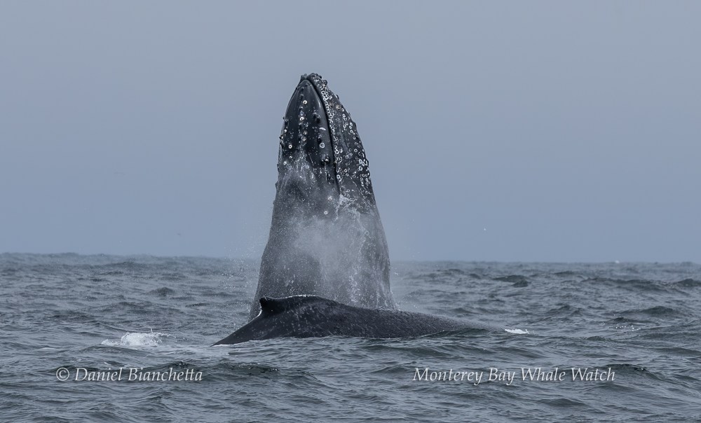 A humpback whale breaches vertically from the ocean, with barnacles on its head on a cloudy day.
