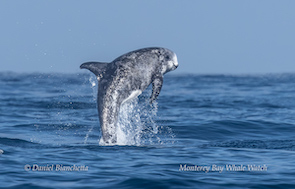 A dolphin jumping out of the ocean against a clear blue sky.