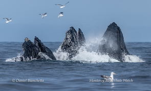 Humpback whales breaching water with seagulls flying overhead.