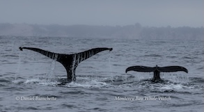 Two whale tails above ocean water under a cloudy sky
