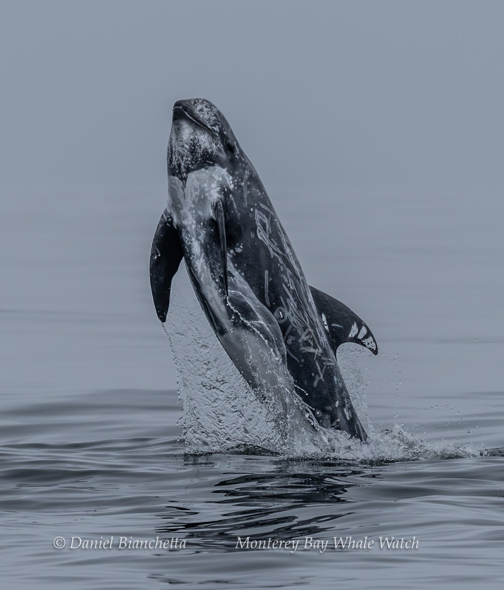 Gray Risso's dolphin breaching in calm sea, overcast sky.