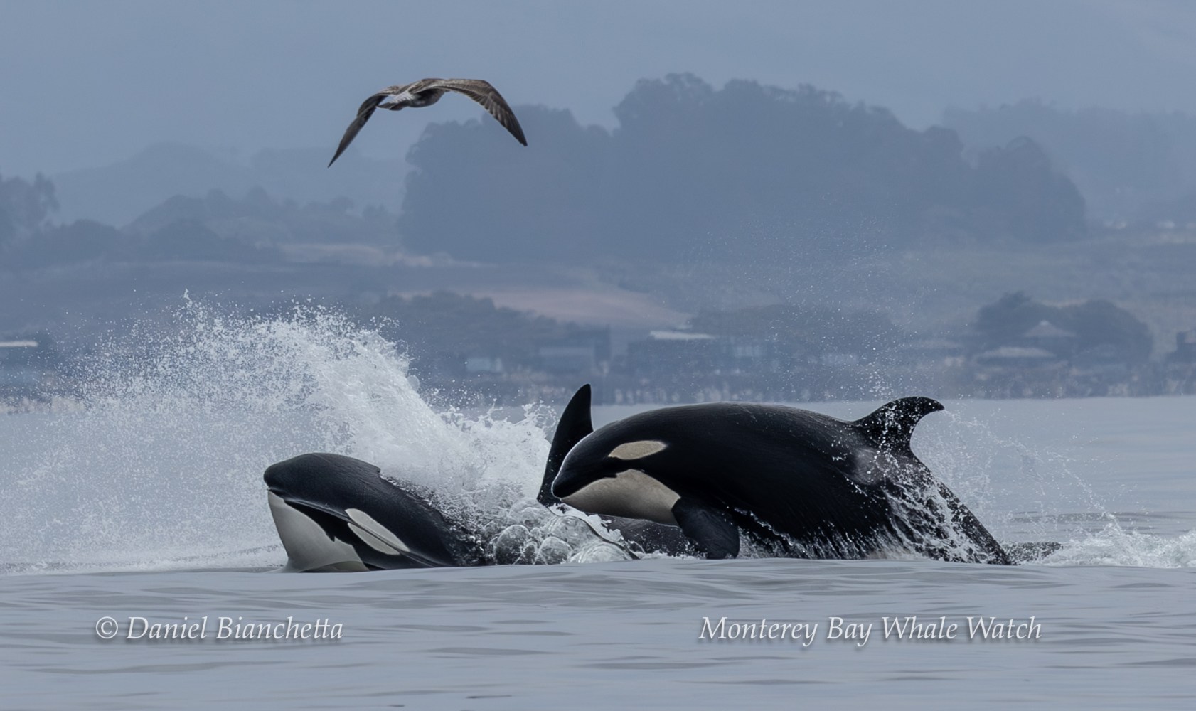 Three orcas surfacing in the ocean with a bird flying overhead.