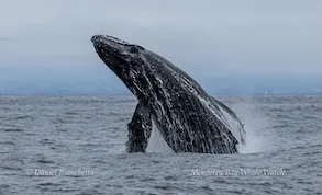 A humpback whale breaching the water under a cloudy sky.