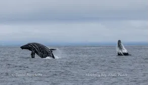 Two whales breaching the ocean surface under a cloudy sky.