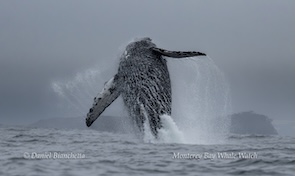 A humpback whale breaching the ocean surface with water splashing, against a foggy backdrop.