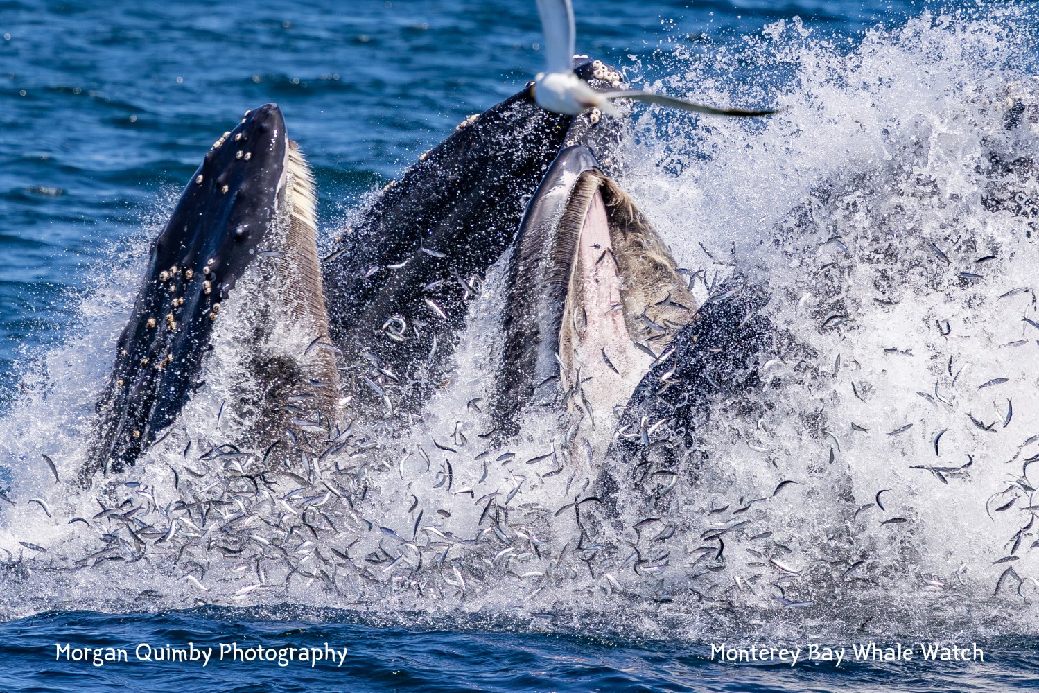 Two whales breaching the water, surrounded by splashing fish and a seagull flying above.