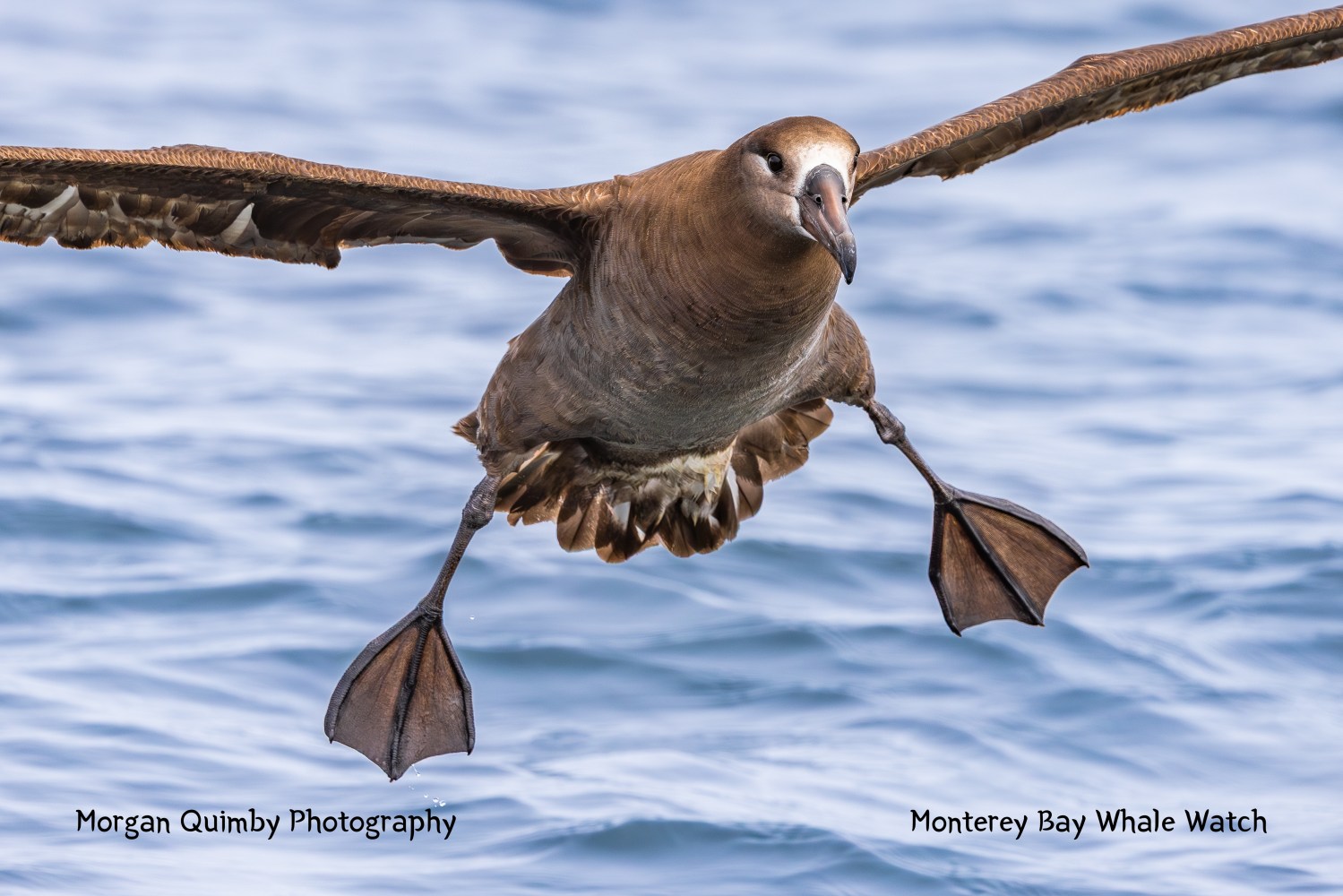 Brown albatross in flight over ocean waves with wings spread wide.