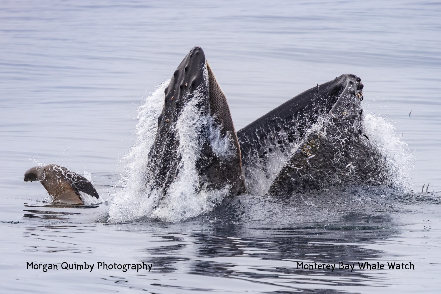 Humpback whale lunge-feeding with mouth open, splashing water, near a swimming sea lion.
