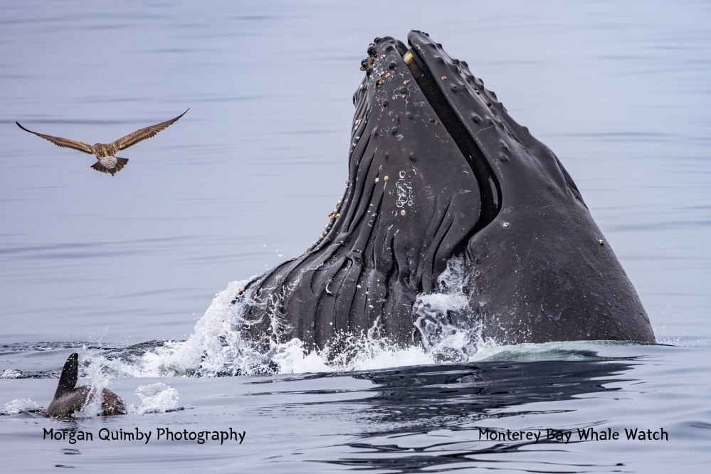Humpback whale breaches with a bird flying nearby over calm ocean water.