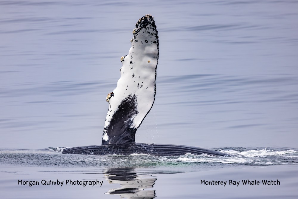 A whale fin partially above the water surface with visible barnacles in a calm sea.