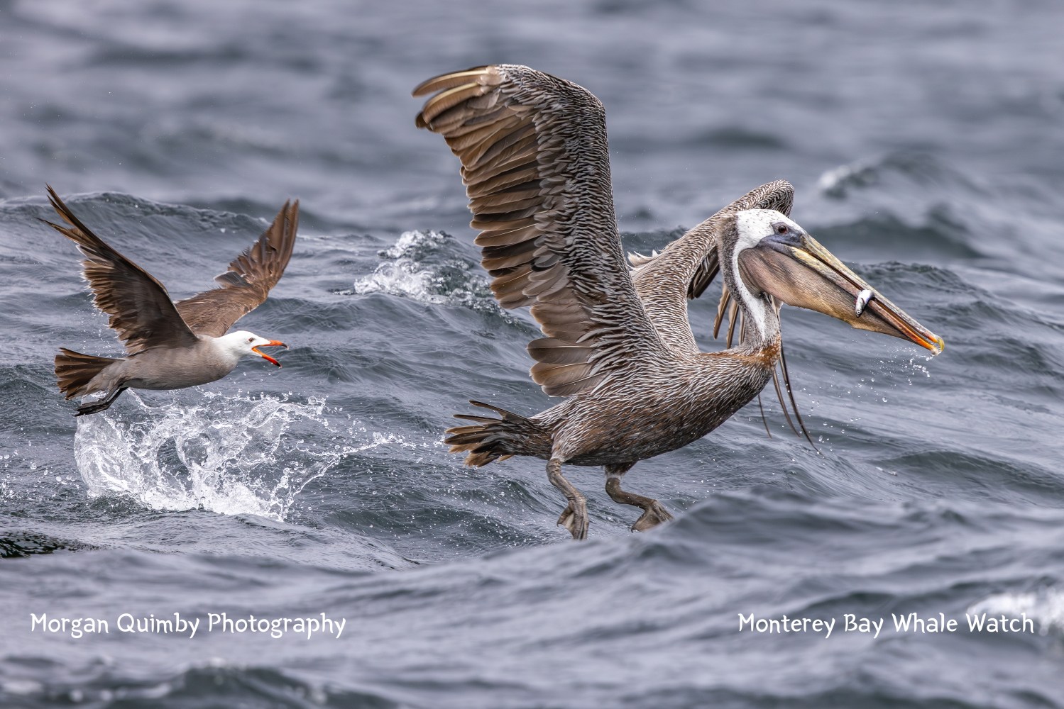 Pelican with fish in beak flying over ocean next to a seagull.