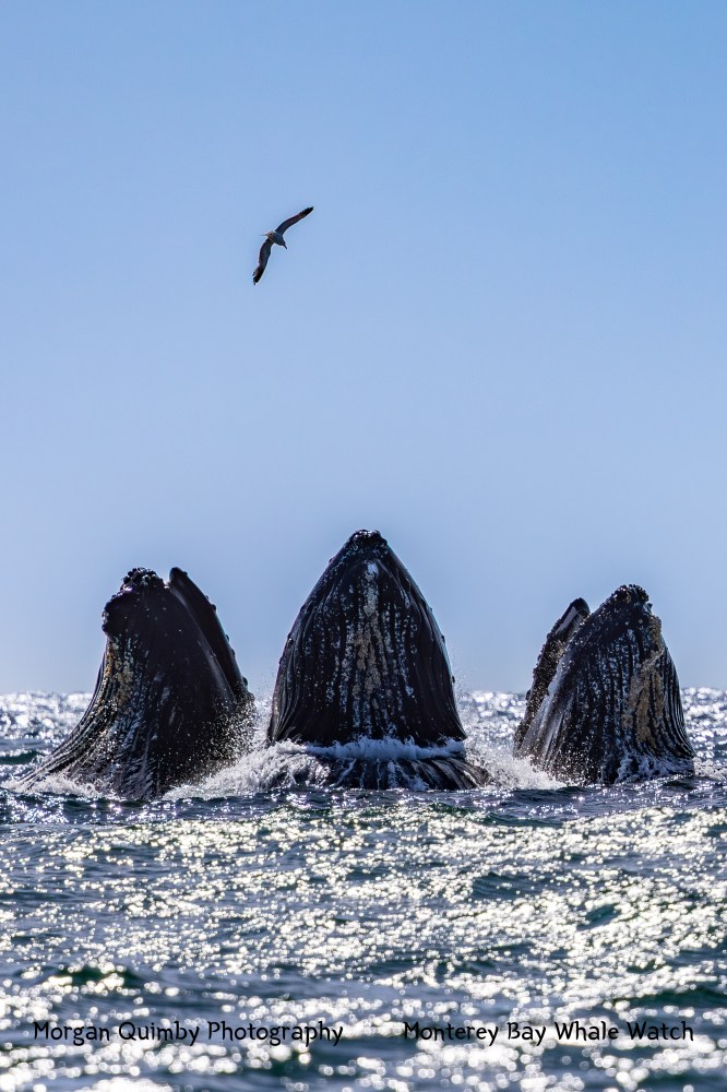 Three humpback whales breaching with mouths open beneath a flying seagull.