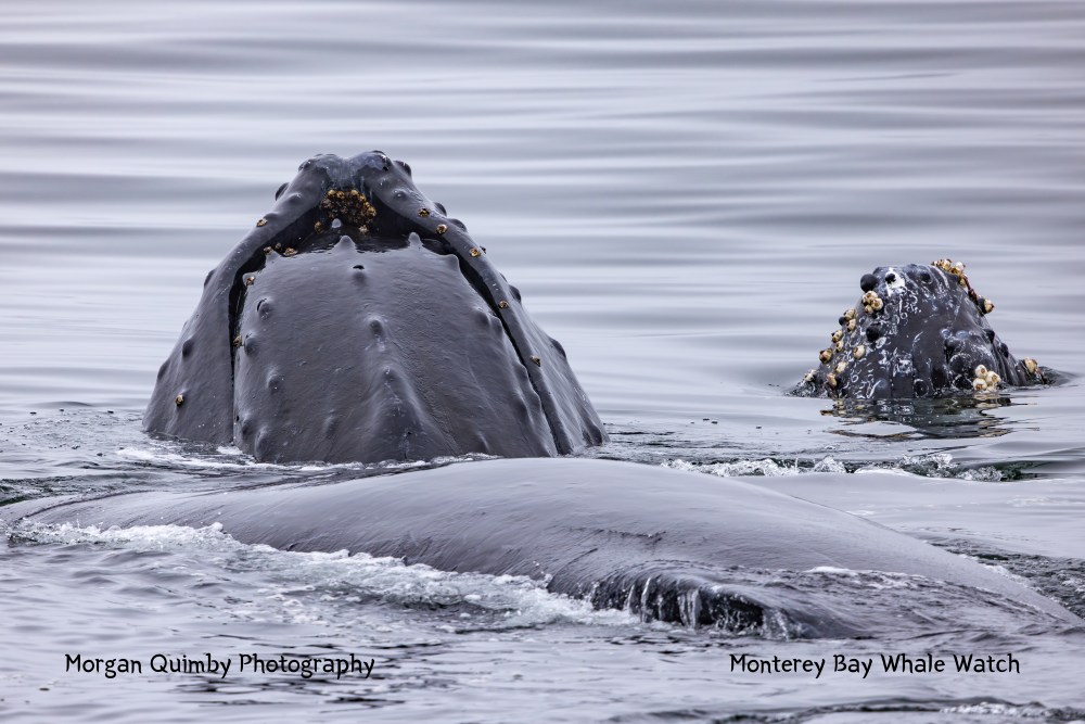 Two humpback whales with barnacles swimming close together in calm ocean water.