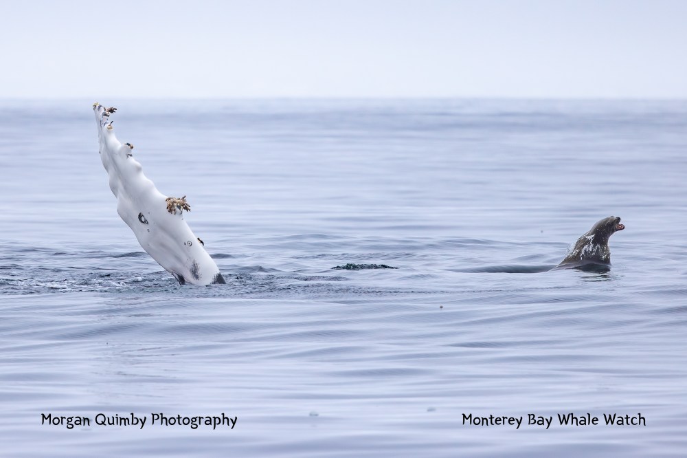 Seal in ocean with raised flipper covered in barnacles, overcast sky.
