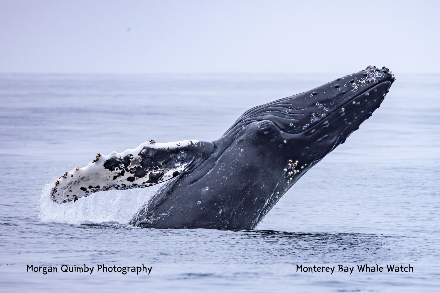 A humpback whale breaching the ocean surface, showing its head and pectoral fin.
