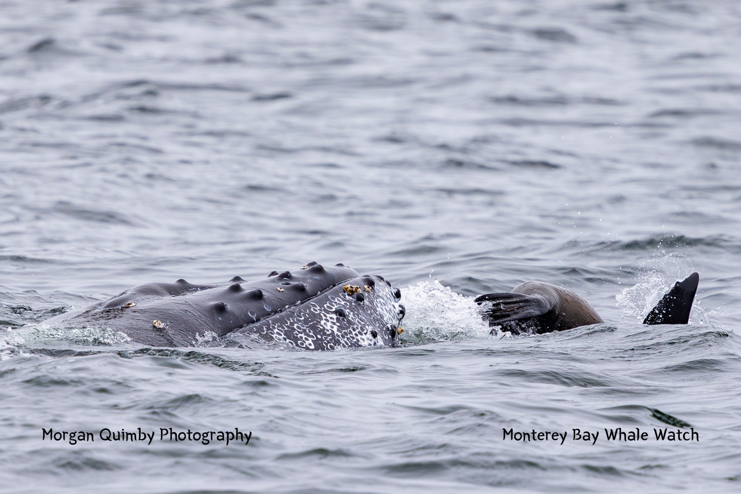 Humpback whale partially submerged, vertical fin visible in ocean water.