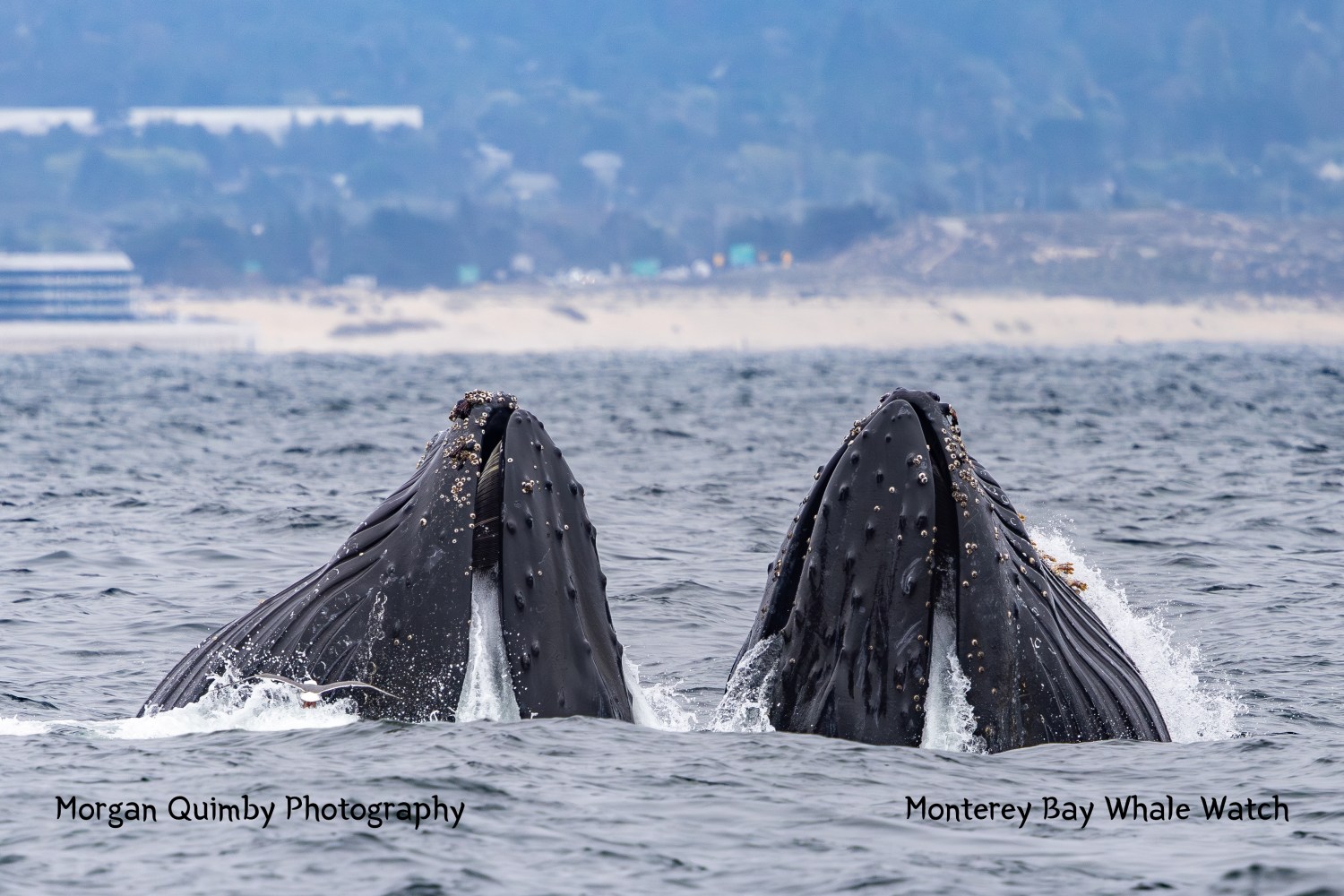 Two humpback whale heads breaching water near shore with visible barnacles.