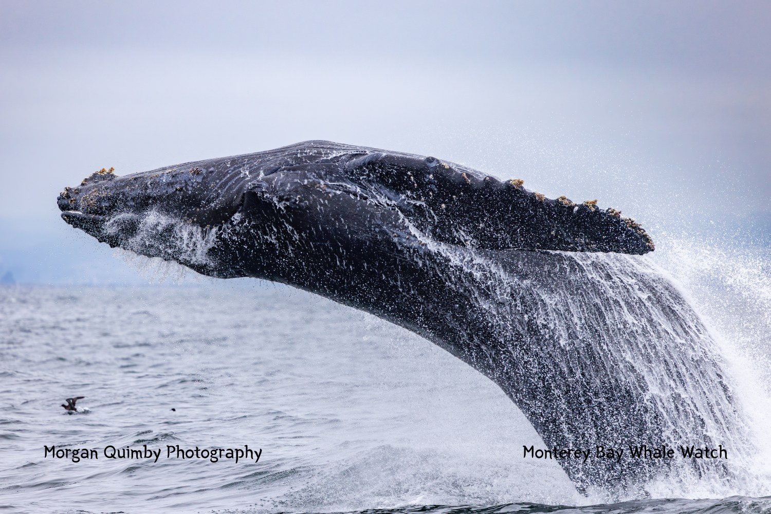 A humpback whale breaching the ocean surface with water splashing.