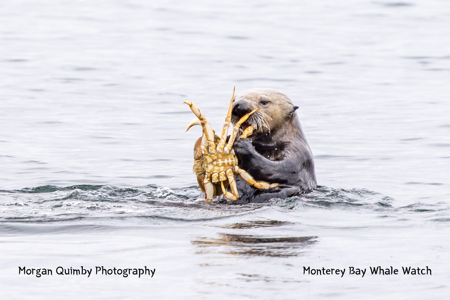 Sea otter holding a crab in its paws while floating in water.